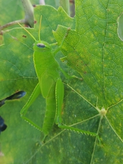 Anacridium aegyptium