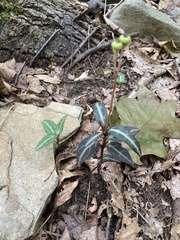 Chimaphila maculata