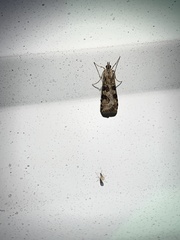 Nomophila nearctica