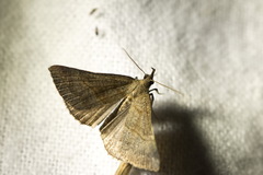 Hypena proboscidalis