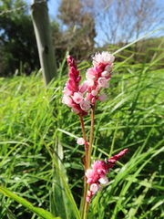 Persicaria madagascariensis