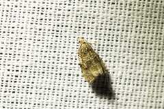 Syricoris