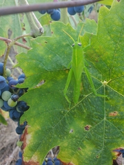 Anacridium aegyptium