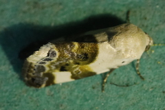 Acontia lucida