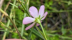 Sabatia stellaris