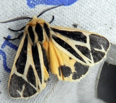 Apantesis nais