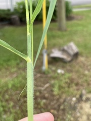 Rottboellia cochinchinensis