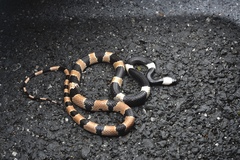 Lycodon liuchengchaoi