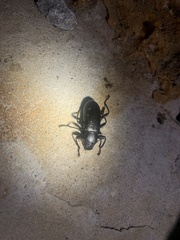 Alobates pensylvanicus