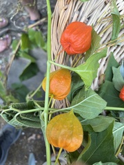 Alkekengi officinarum