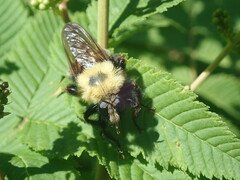 Laphria thoracica