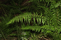 Homalosorus pycnocarpos