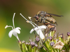 Empis