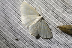 Cabera exanthemata