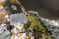 Physcia millegrana
