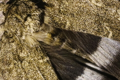 Catocala fraxini
