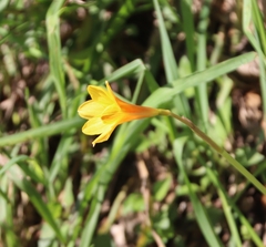 Zephyranthes tubispatha