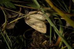 Nonagria typhae