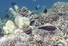 Chaetodontoplus mesoleucus