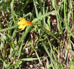 Zephyranthes tubispatha