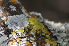 Physcia millegrana