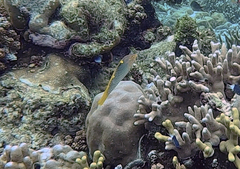 Halichoeres hortulanus