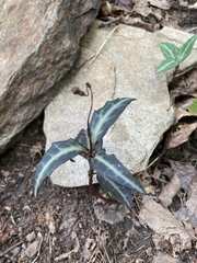 Chimaphila maculata