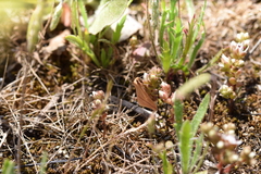 Rhodometra sacraria