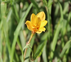 Zephyranthes tubispatha