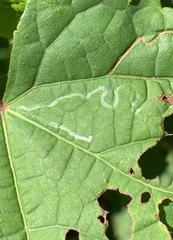 Phyllocnistis vitegenella