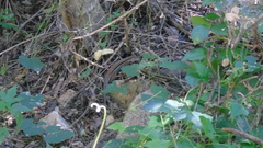 Aspidoscelis guttatus