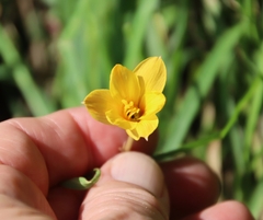 Zephyranthes tubispatha