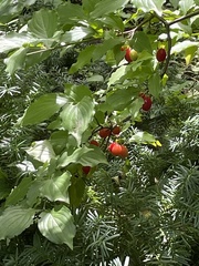 Cornus mas