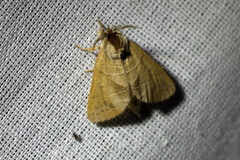 Clostera anastomosis