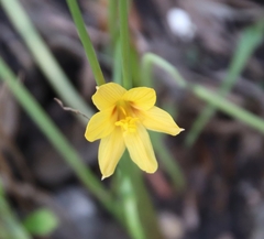 Zephyranthes tubispatha