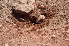 Pogonomyrmex barbatus