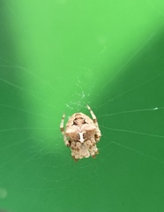 Araneus gemmoides