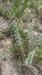 Dalea villosa