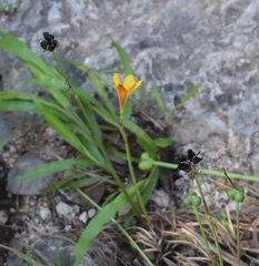 Zephyranthes tubispatha