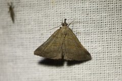 Hypena proboscidalis