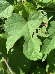 Phyllocnistis vitegenella