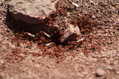 Pogonomyrmex barbatus