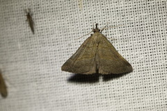 Hypena proboscidalis