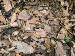 Nerodia sipedon sipedon