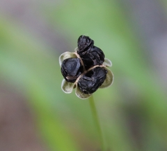 Zephyranthes tubispatha