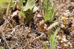 Rhodometra sacraria