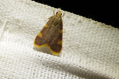 Hypsopygia costalis