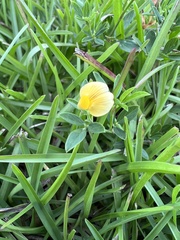 Stylosanthes biflora