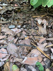 Nerodia sipedon sipedon