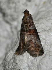 Acrobasis suavella